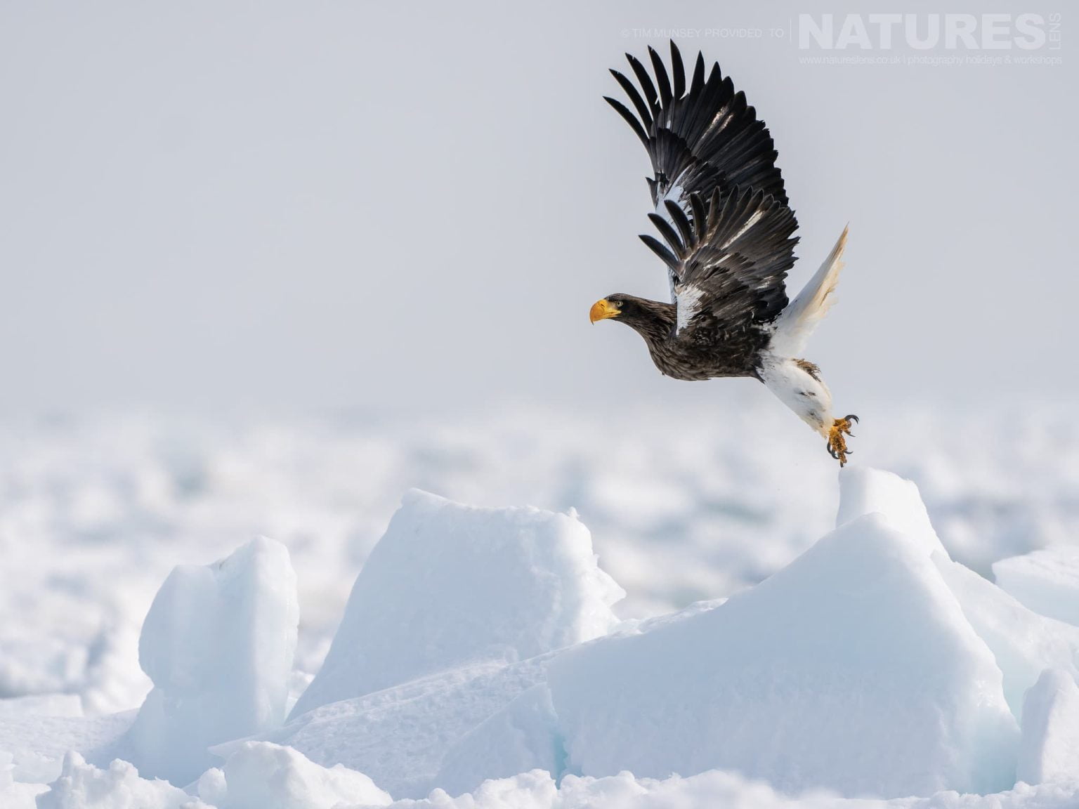 One Of The Stellers Sea Eagles Of Hokkaido Takes Flight One Of The Species Featured During Our Japans Winter Wildlife Photography Holiday