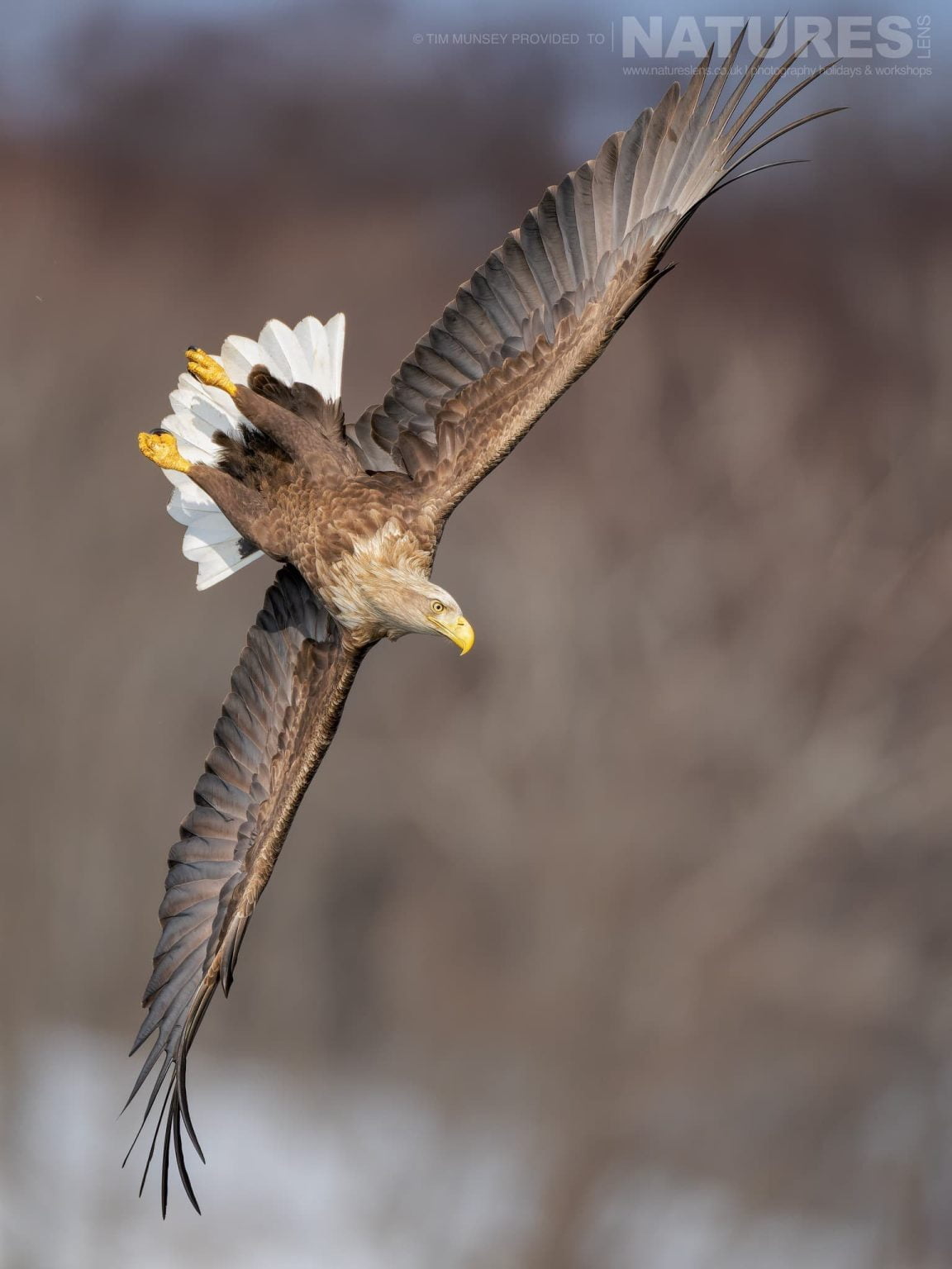 One Of The White Tailed Eagles Of Hokkaido In A Steep Dive One Of The Species Featured During Our Japans Winter Wildlife Photography Holiday