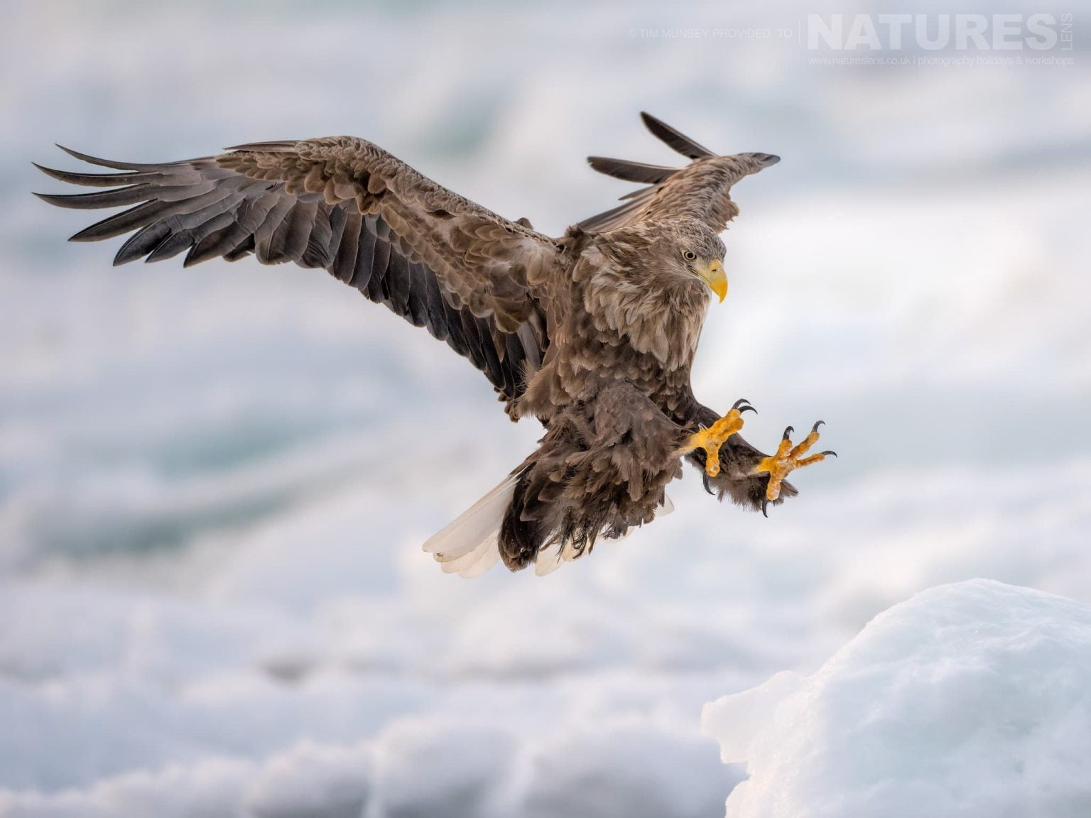 One Of The White Tailed Eagles Of Hokkaido Landing On The Ice One Of The Species Featured During Our Japans Winter Wildlife Photography Holiday