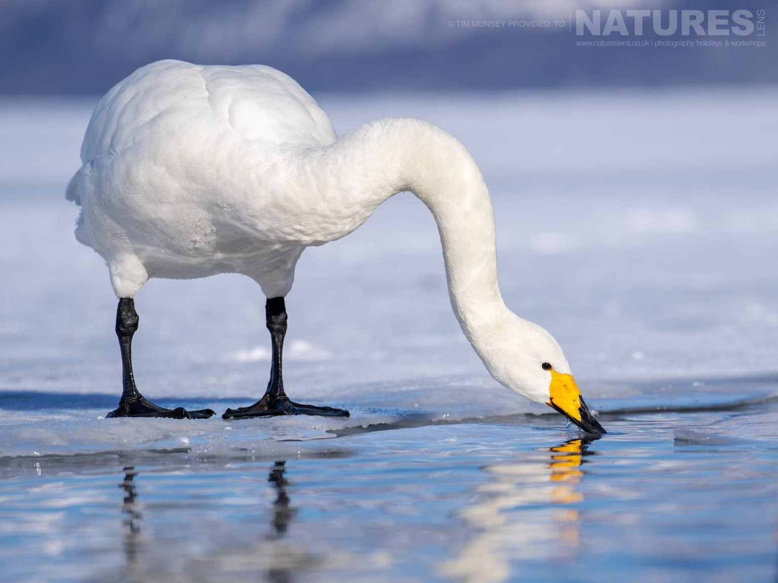 One Of The Whooper Swans Delicately Drinks From The Waters Of The Lake One Of The Species Featured During Our Japans Winter Wildlife Photography Holiday