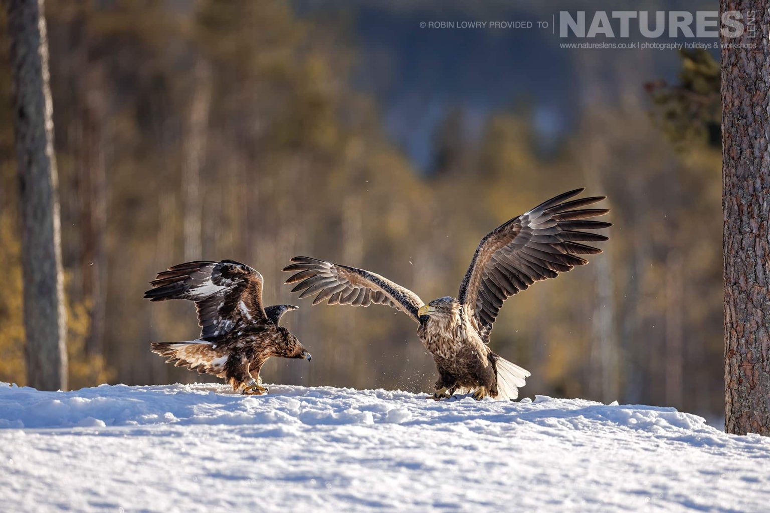 A Fight Between A White Tailed Eagle One Of The Resident Golden Eagle Photographed During A Natureslens Photography Holiday To Photograph Northern Sweden Eagles In Winter