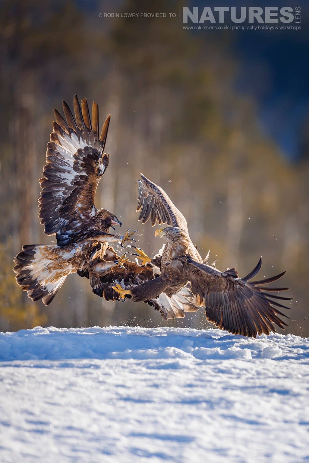 A Fight Between A White Tailed Eagle One Of The Resident Golden Eagles Photographed During A Natureslens Photography Holiday To Photograph Northern Sweden Eagles In Winter