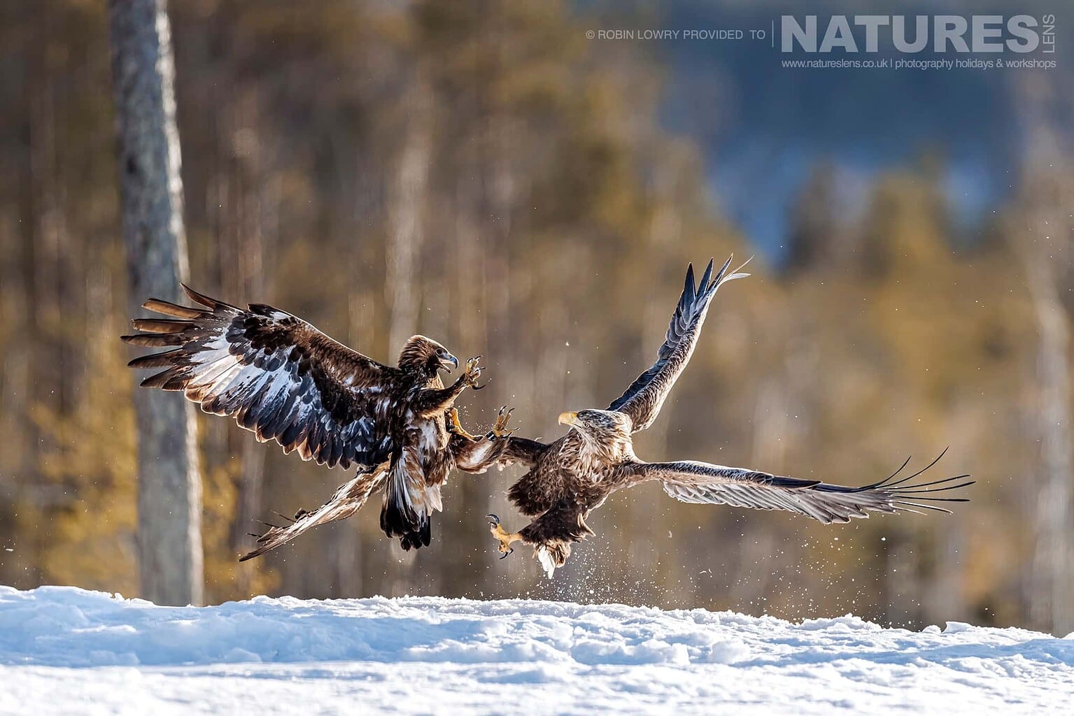 A Fight Between A White Tailed Eagle One Of The Resident Golden Eagles Photographed During A Natureslens Photography Holiday To Photograph Northern Sweden Eagles In Winter 2
