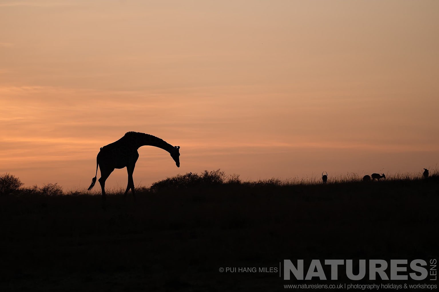 A Giraffe Silhouetted By The Rising Sun Behind Photographed During A Natureslens Photography Holiday To Photograph The Wildlife Of The Maasai Mara