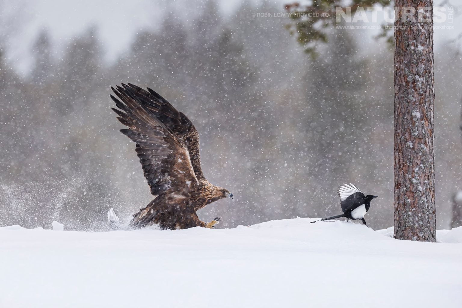 A Golden Eagle Chasing A Magpie Off It Territory Photographed During A Natureslens Photography Holiday To Photograph Northern Sweden Eagles In Winter