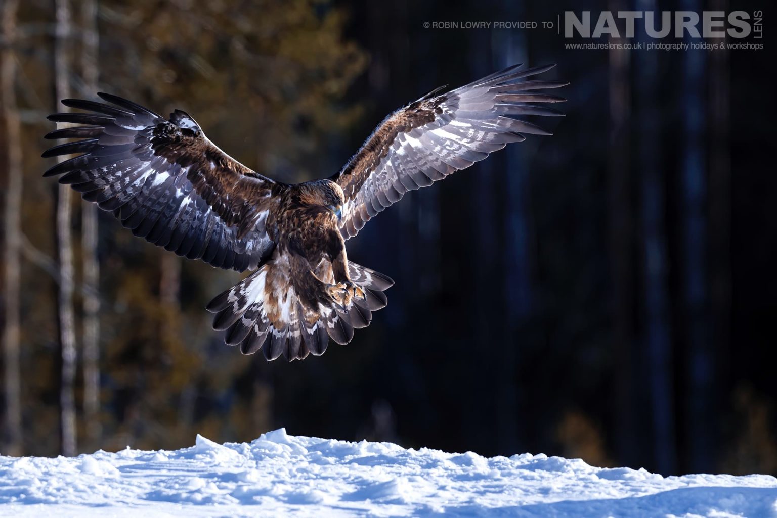 A Golden Eagle Coming In To Land Photographed During A Natureslens Photography Holiday To Photograph Northern Sweden Eagles In Winter