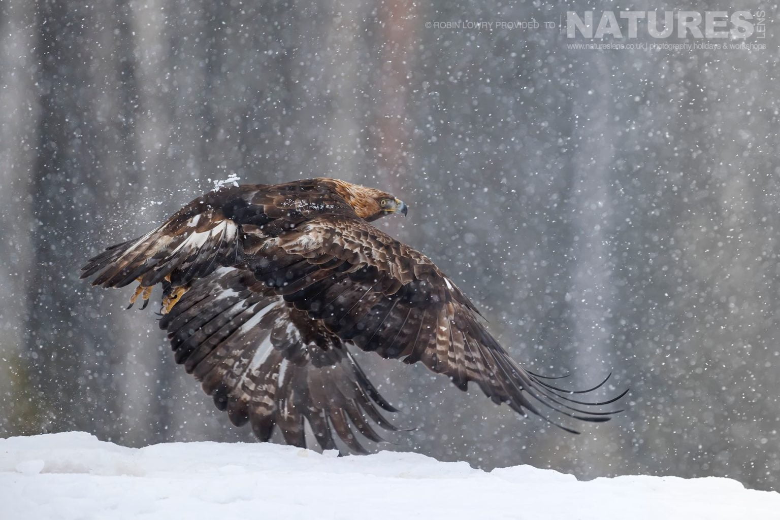 A Golden Eagle Flying During Snow Storm Photographed During A Natureslens Photography Holiday To Photograph Northern Sweden Eagles In Winter