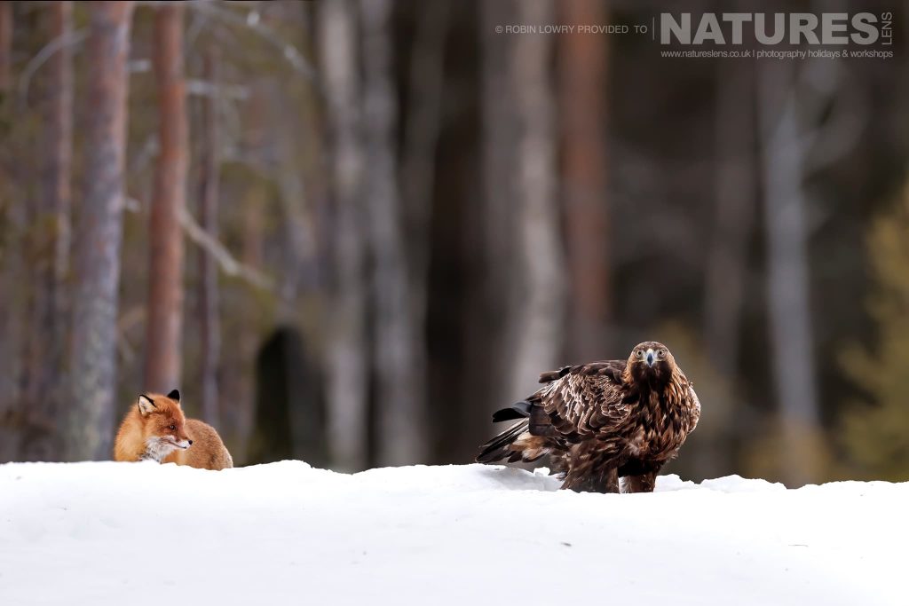 Join Us For The Northern Sweden’s Eagles In Winter Photography Tour