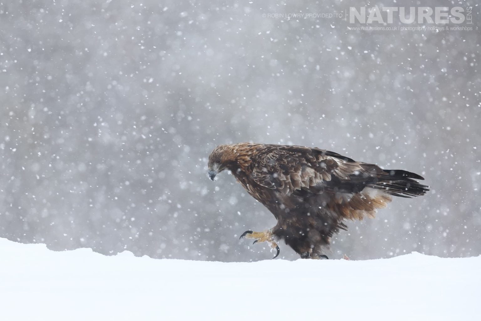 A Golden Eagle In Snow Storm Photographed During A Natureslens Photography Holiday To Photograph Northern Sweden Eagles In Winter