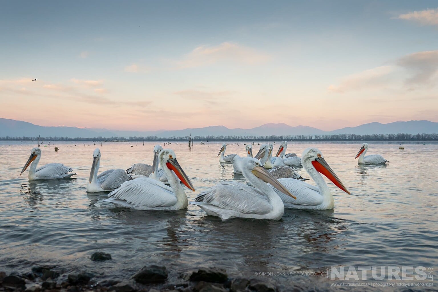 A Group Of Lake Kerkini Pelicans Drift On The Waters Of The Lake With The Mountains Behind