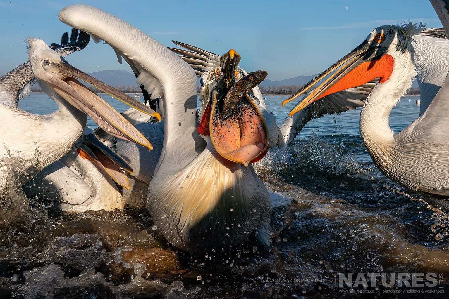 A Group Of Lake Kerkini Pelicans Squabble For Fish