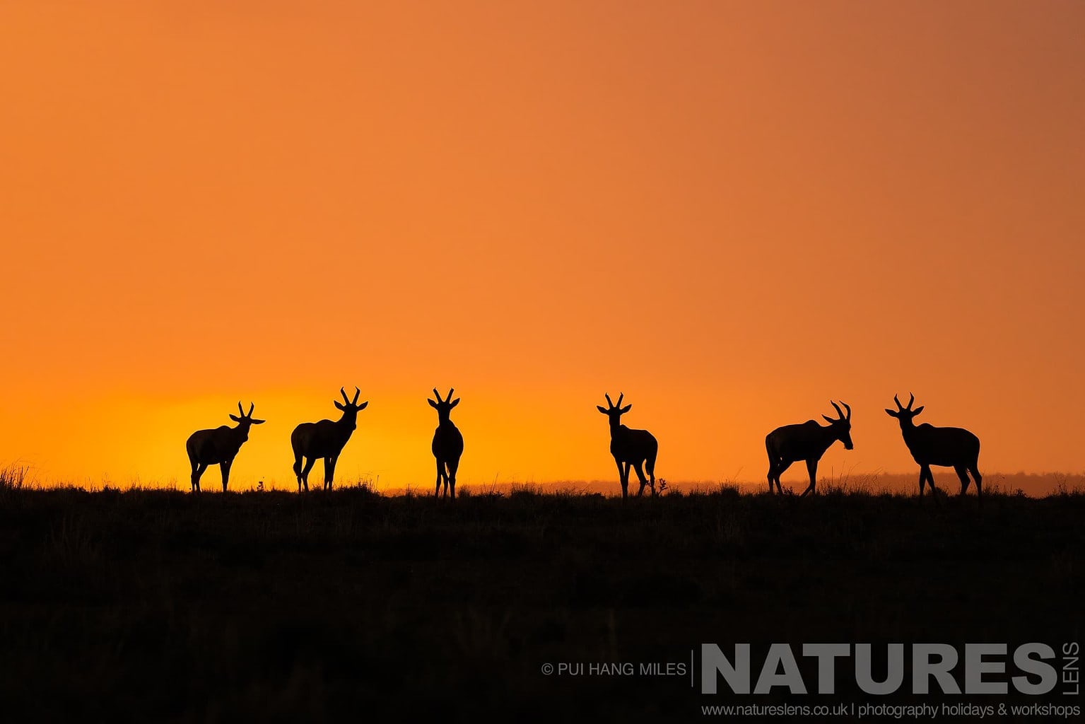 A Group Of Six Topi Silhouetted At Sunrise Photographed During A Natureslens Photography Holiday To Photograph The Wildlife Of The Maasai Mara