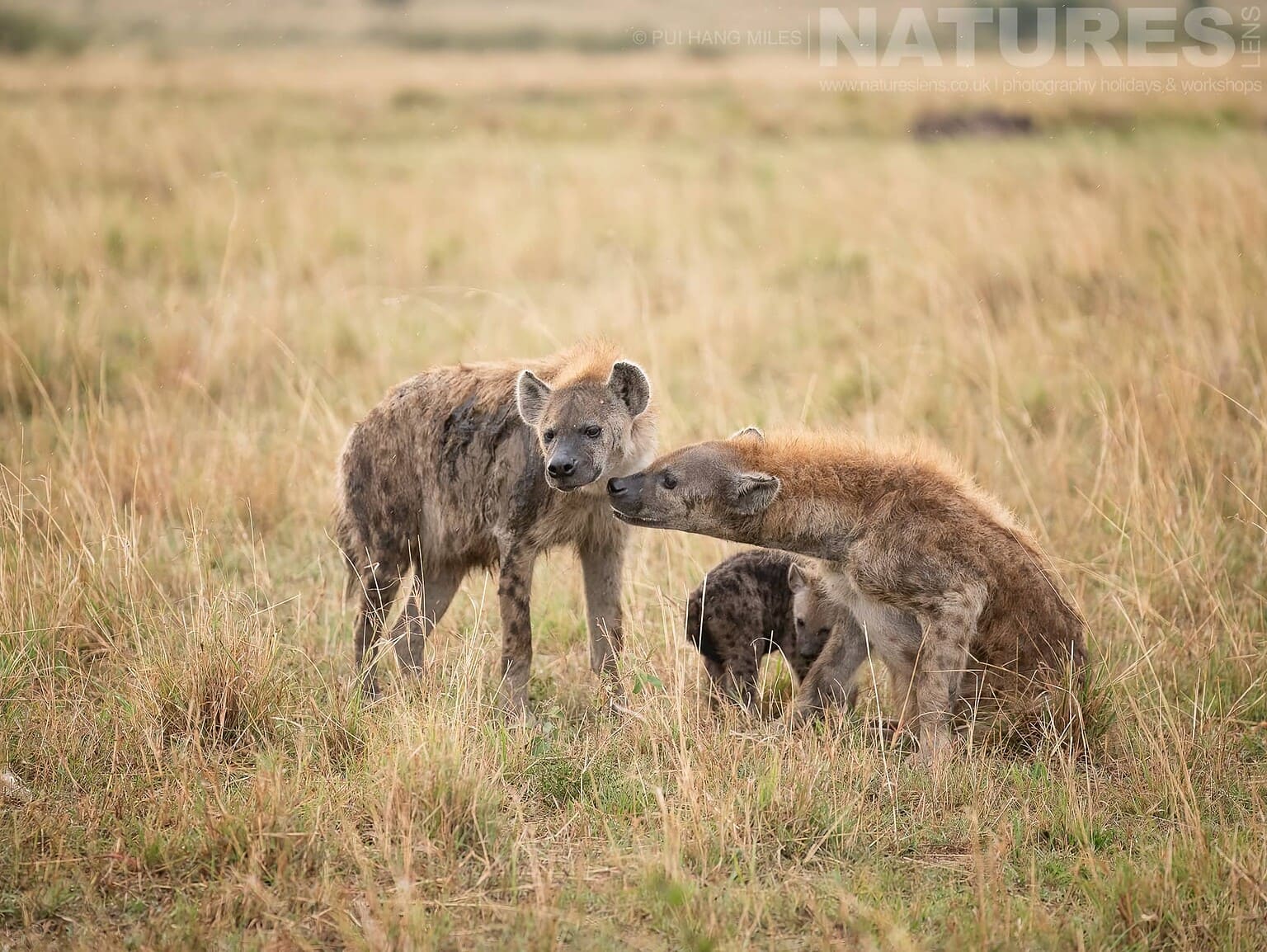A Hyena Family Greet Each Other Photographed During A Natureslens Photography Holiday To Photograph The Wildlife Of The Maasai Mara