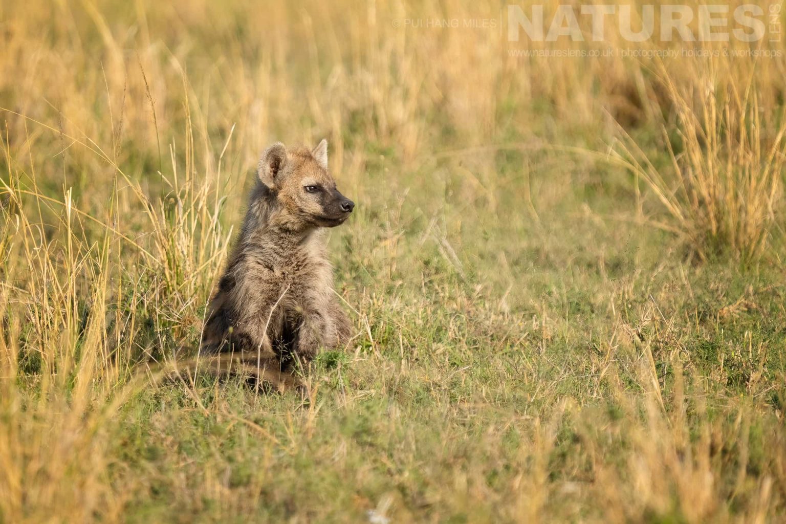 A Hyena Pup Photographed During A Natureslens Photography Holiday To Photograph The Wildlife Of The Maasai Mara