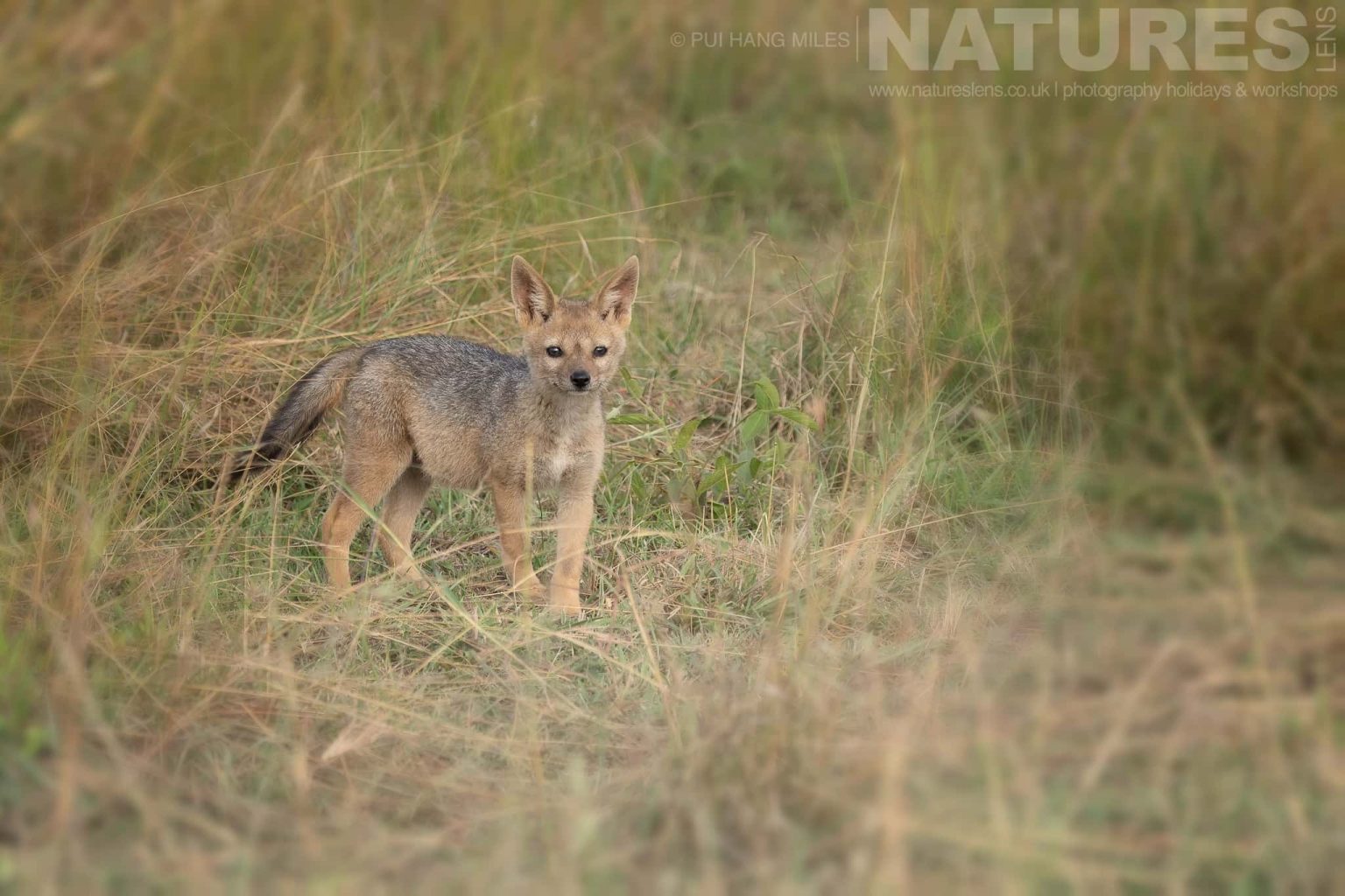 A Jackal Pup Photographed During A Natureslens Photography Holiday To Photograph The Wildlife Of The Maasai Mara