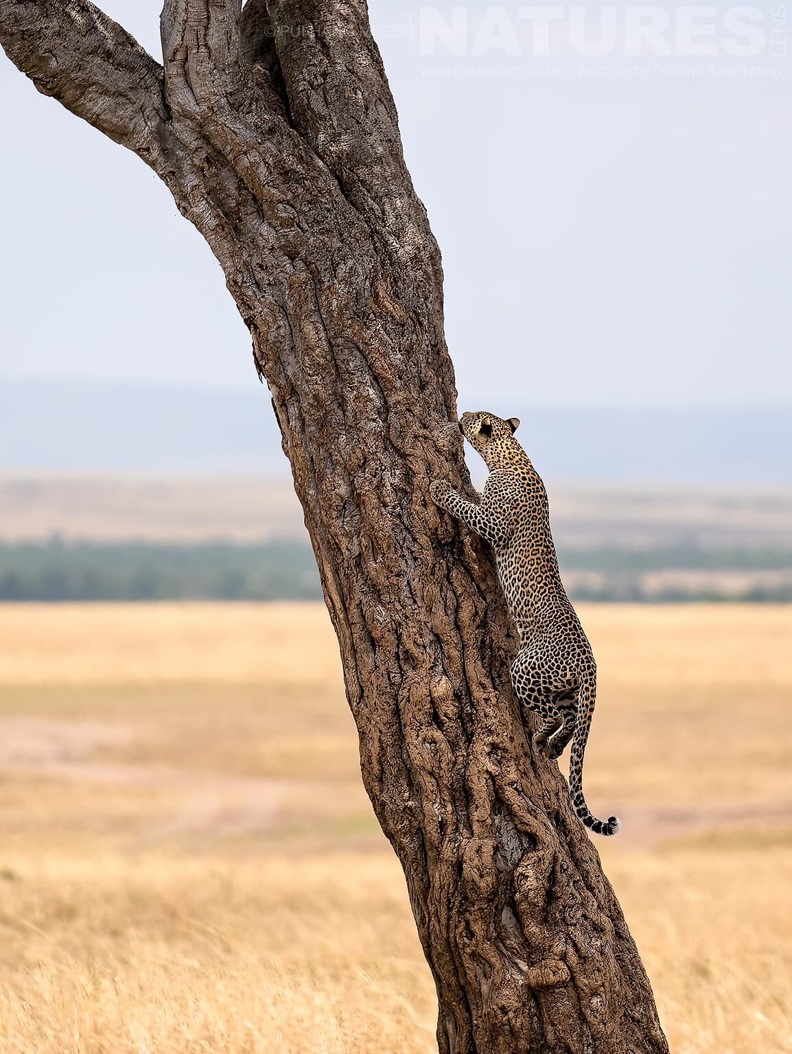 A Leopard Climbs A Tree Photographed During A Natureslens Photography Holiday To Photograph The Wildlife Of The Maasai Mara