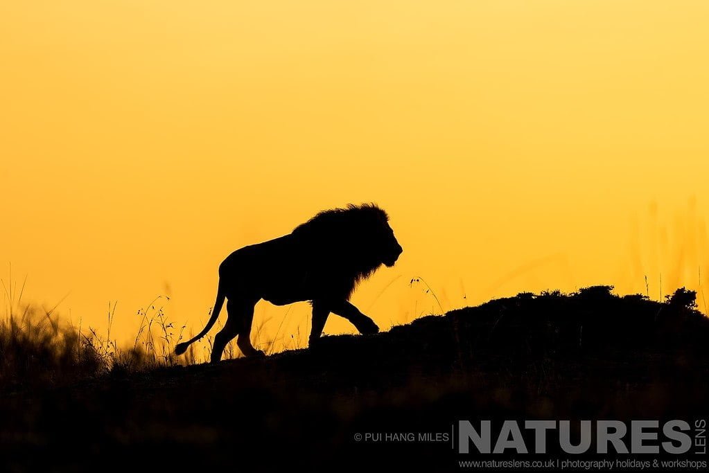 Join Us For The African Wildlife of the Maasai Mara Photography Safari