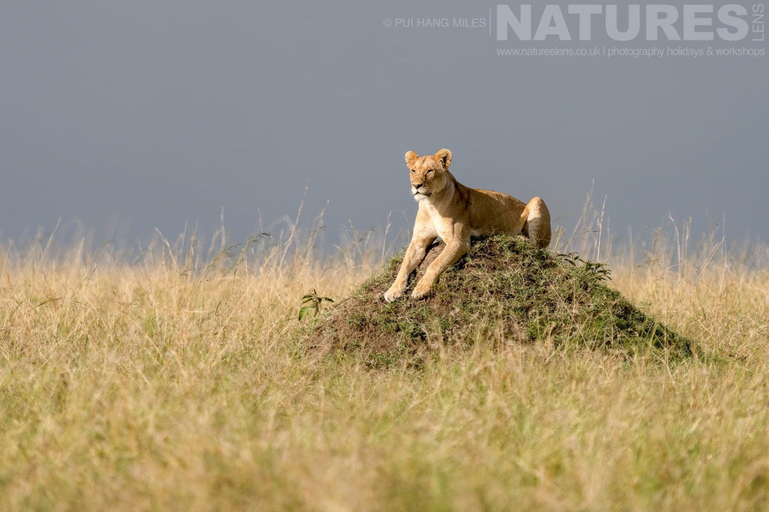 A Lioness From The Topi Pride Keeps A Watchful Eye From A Raised Vantage Point Photographed During A Natureslens Photography Holiday To Photograph The Wildlife Of The Maasai Mara
