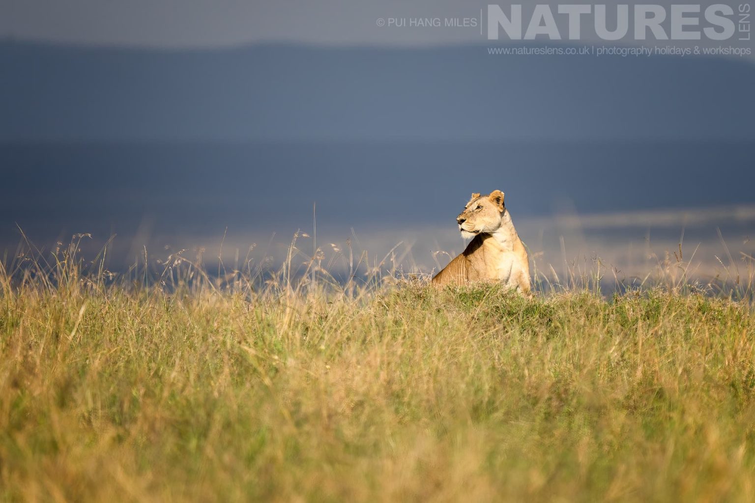 A Lioness From The Topi Pride Keeps A Watchful Eye Photographed During A Natureslens Photography Holiday To Photograph The Wildlife Of The Maasai Mara