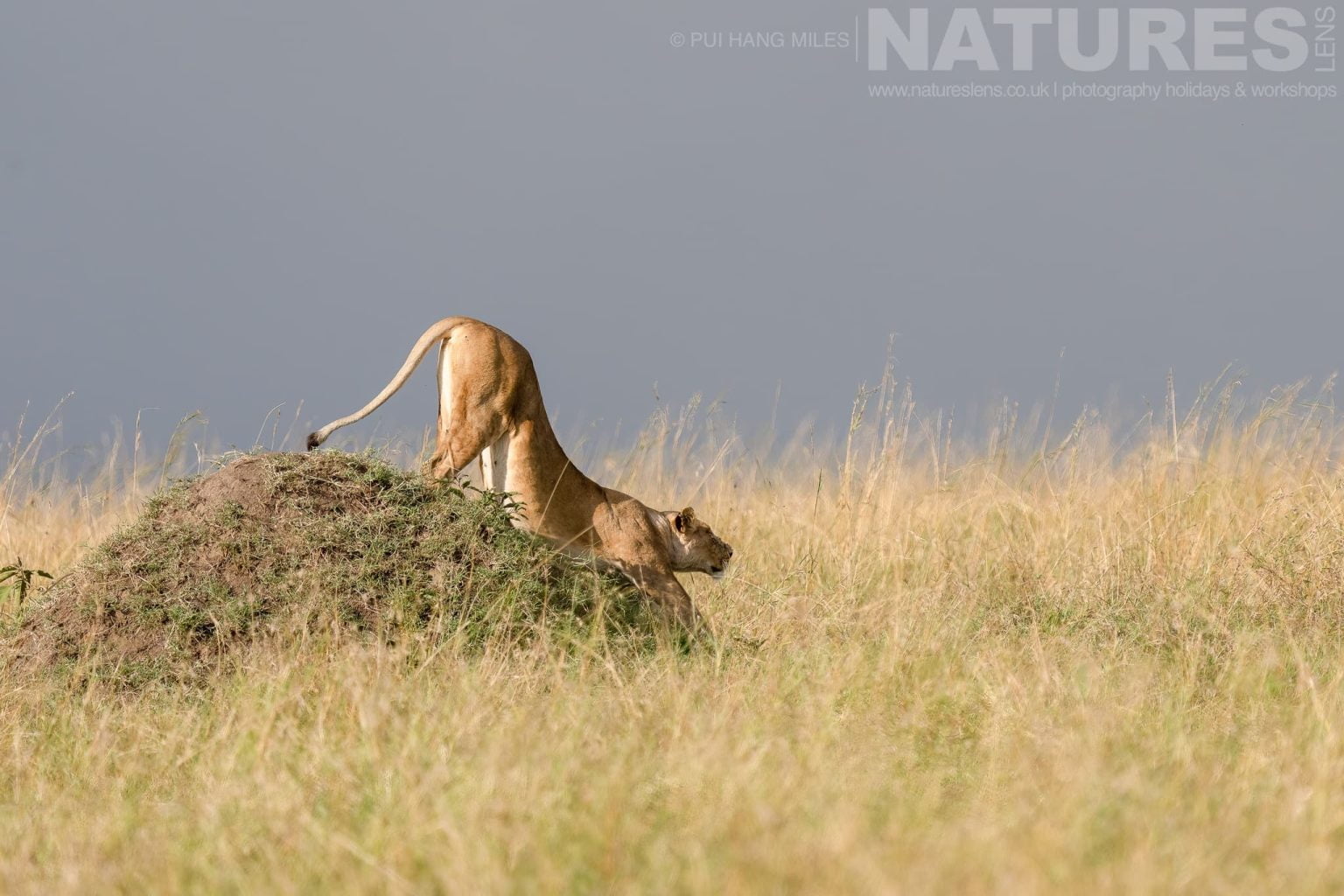 A Lioness From The Topi Pride Stretches As She Descends From A Raised Vantage Point Photographed During A Natureslens Photography Holiday To Photograph The Wildlife Of The Maasai Mara