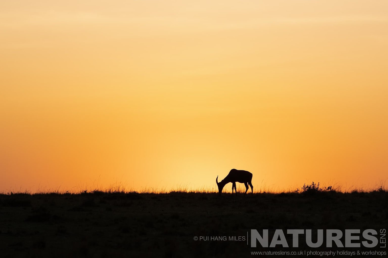 A Lone Silhouetted Topi As The Sun Rises Photographed During A Natureslens Photography Holiday To Photograph The Wildlife Of The Maasai Mara