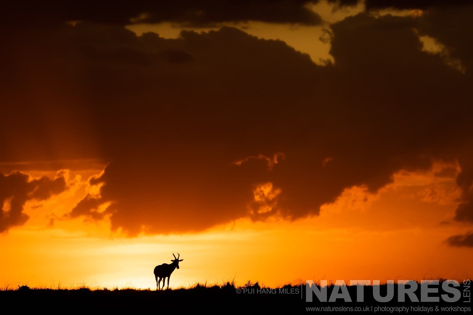 A Lone Topi Silhouetted At Sunrise Photographed During A Natureslens Photography Holiday To Photograph The Wildlife Of The Maasai Mara