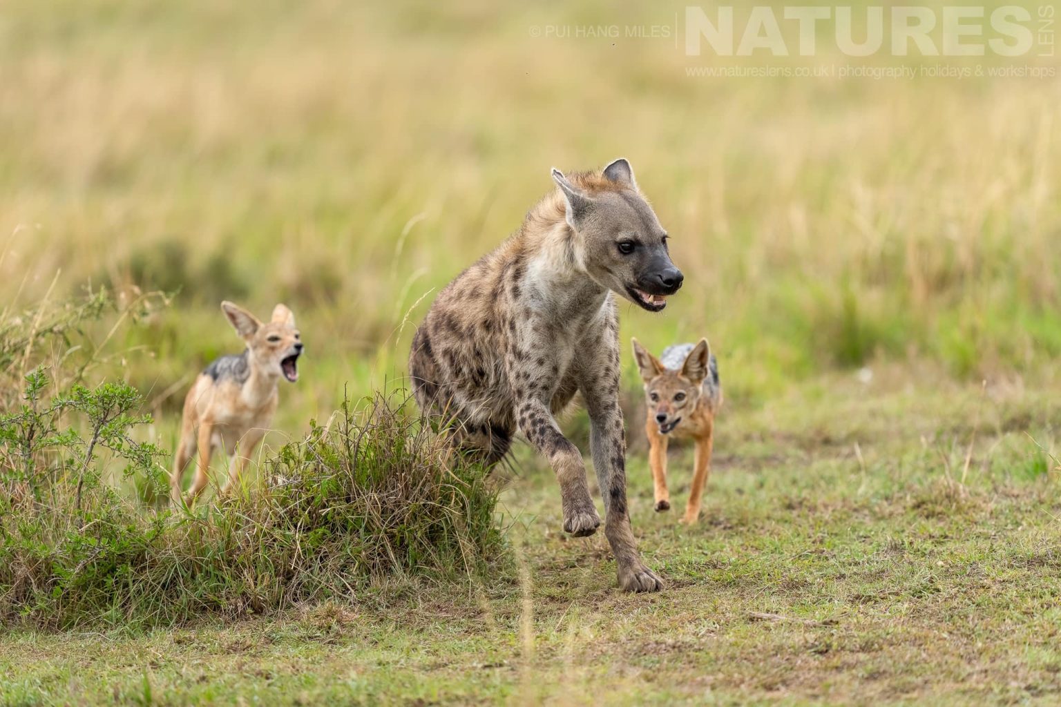 A Pair Of Jackals See Off An Invading Hyena Photographed During A Natureslens Photography Holiday To Photograph The Wildlife Of The Maasai Mara