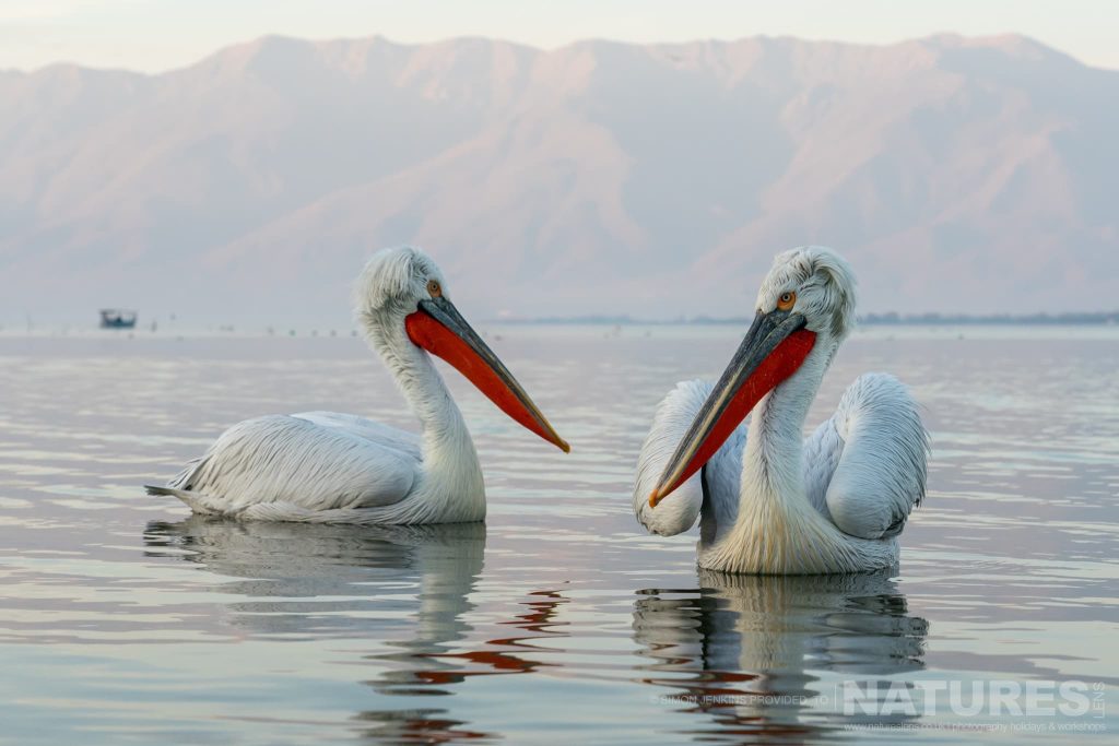 A Pair Of Lake Kerkini Pelicans Drift On The Waters Of The Lake With The Mountains Behind Simon Jenkins – Lake Kerkini’s Pelicans – 2023