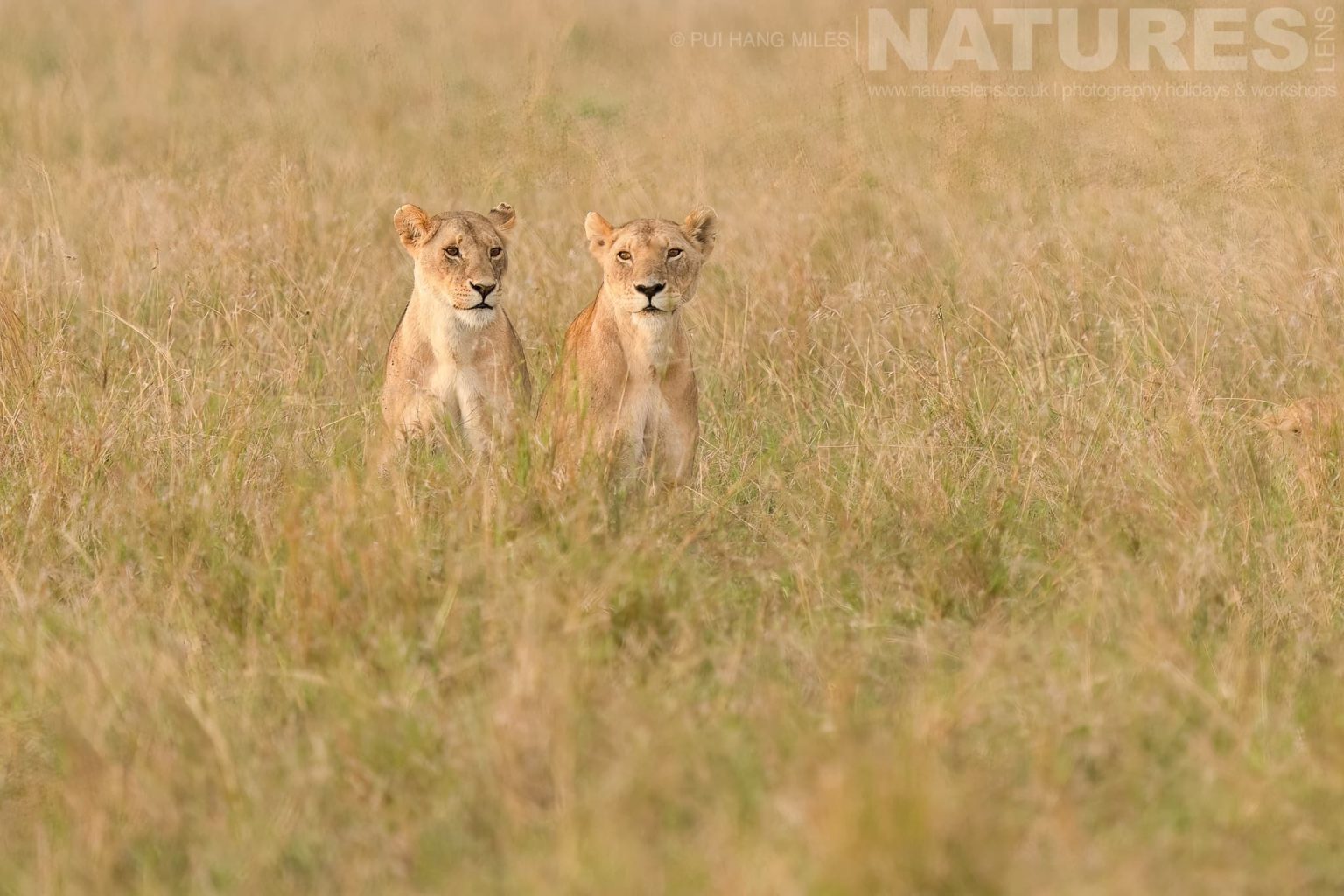 A Pair Of Lionesses From The Topi Pride In Long Grass Photographed During A Natureslens Photography Holiday To Photograph The Wildlife Of The Maasai Mara