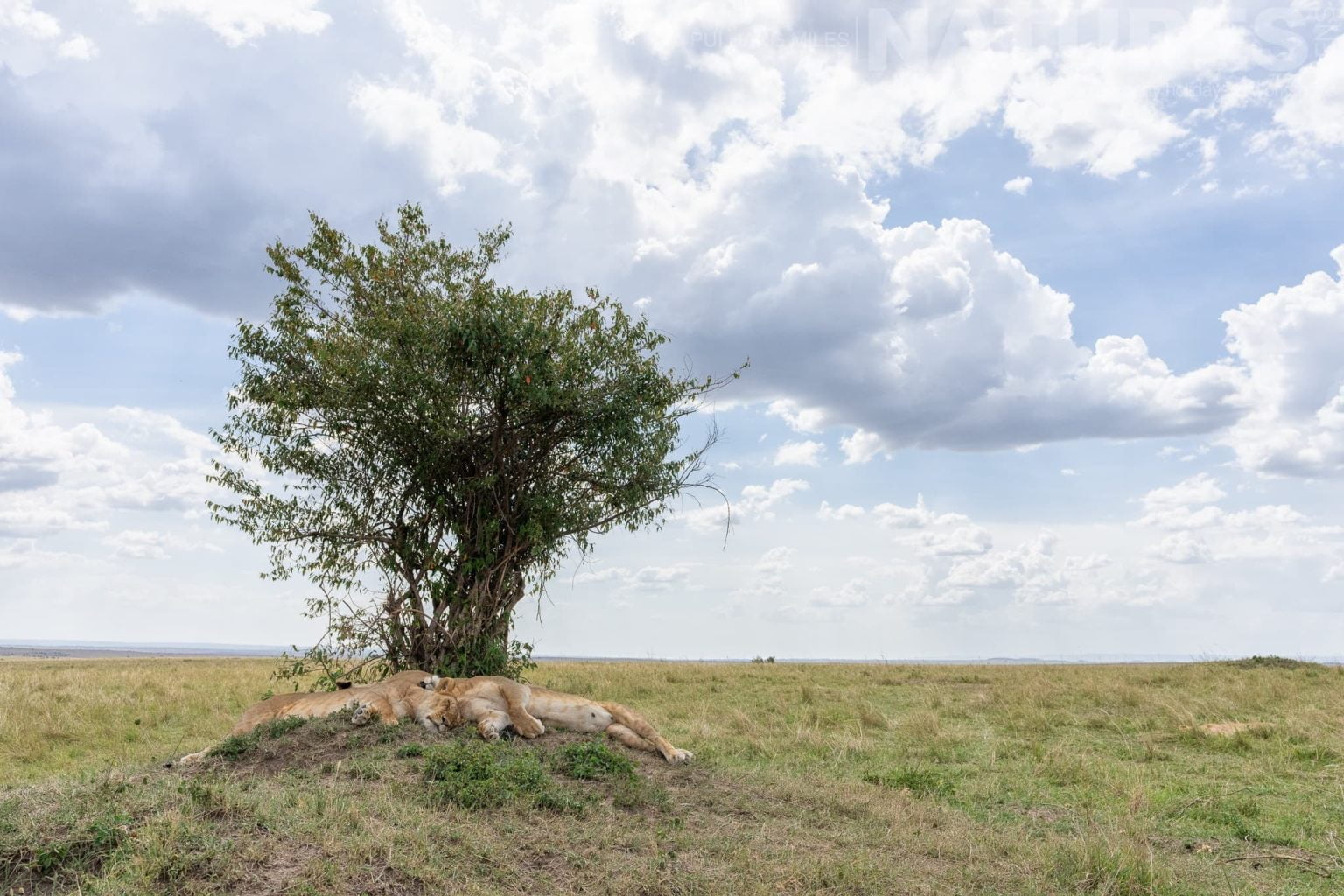 A Pair Of Lions Sleeping During The Heat Of The Day In The Mara Photographed During A Natureslens Photography Holiday To Photograph The Wildlife Of The Maasai Mara