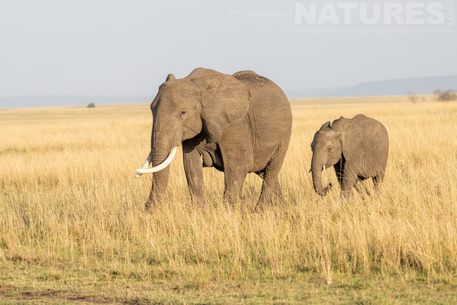 A Pair Of Mara Elephants Striding Across The Grasslands Photographed During A Natureslens Photography Holiday To Photograph The Wildlife Of The Maasai Mara