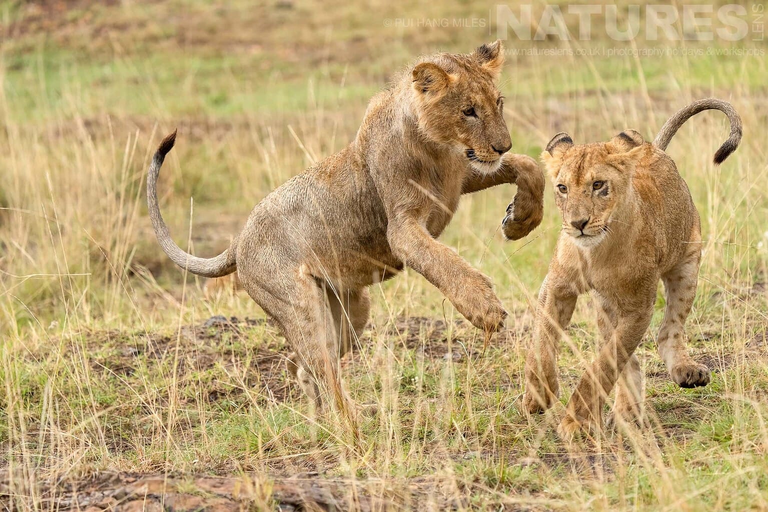 A Pair Of Playing Lion Cubs From The Topi Pride Photographed During A Natureslens Photography Holiday To Photograph The Wildlife Of The Maasai Mara
