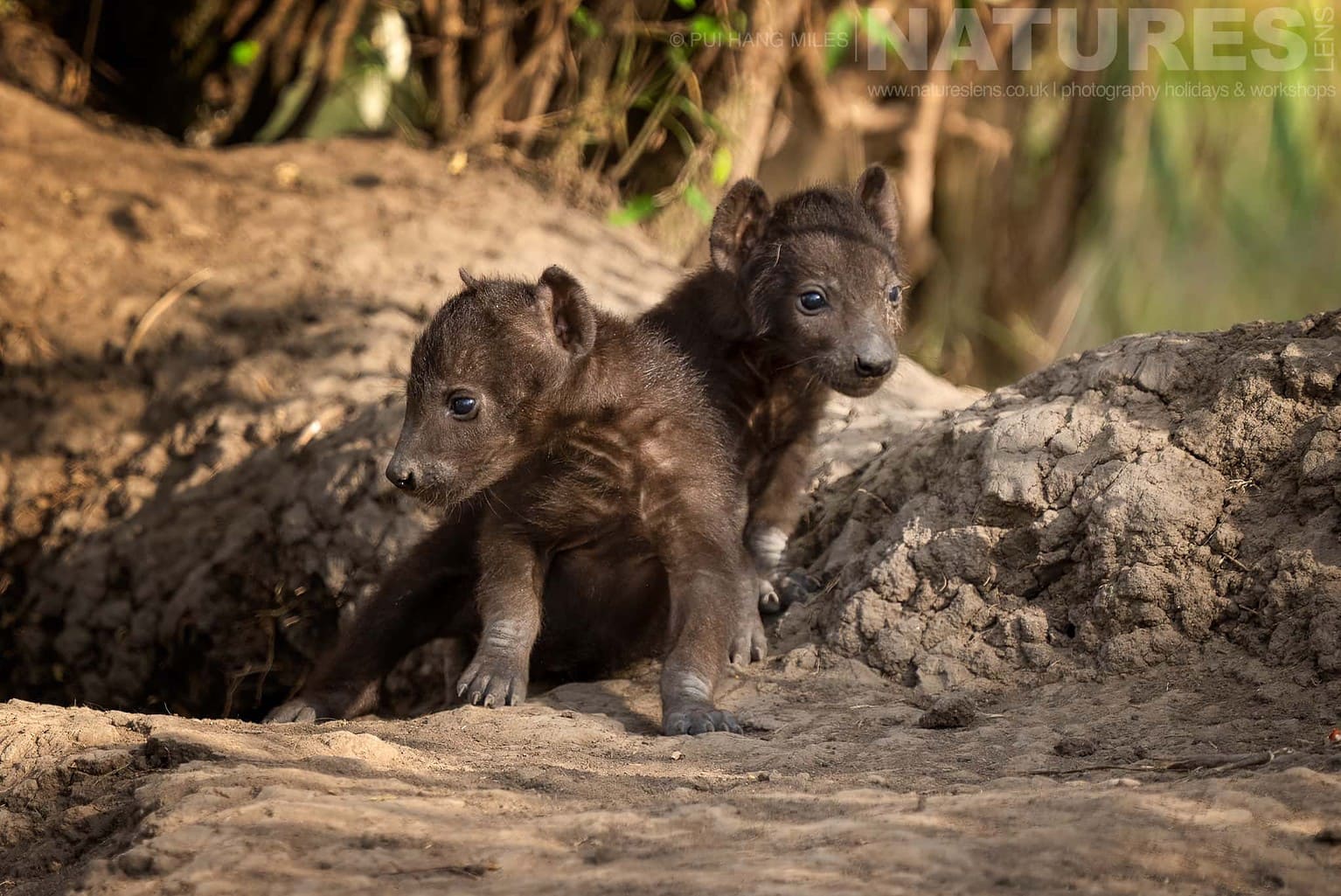 A Pair Of Very Young Hyena Pups Photographed During A Natureslens Photography Holiday To Photograph The Wildlife Of The Maasai Mara