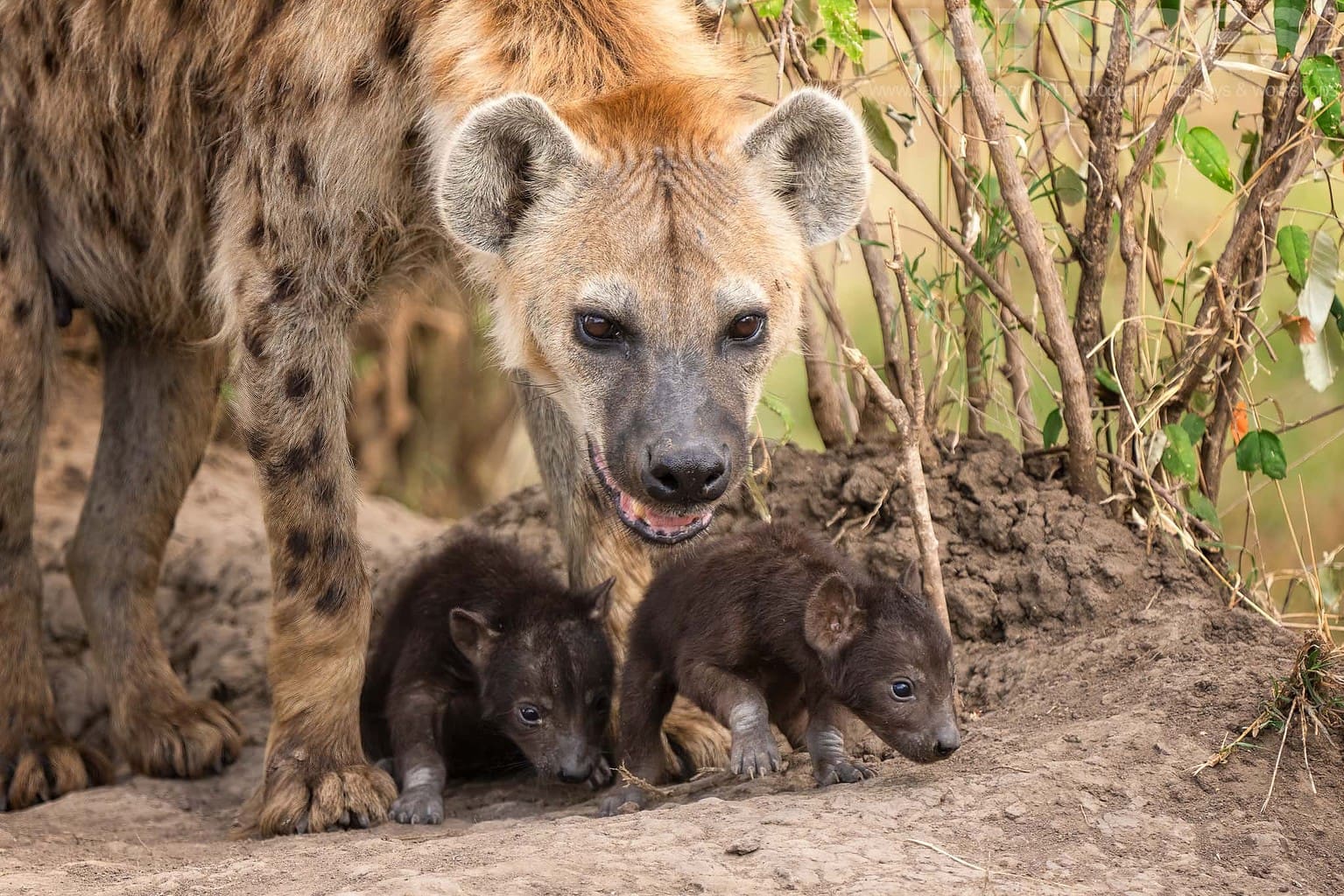 A Pair Of Very Young Hyena Pups With A Eatchful Adult Photographed During A Natureslens Photography Holiday To Photograph The Wildlife Of The Maasai Mara