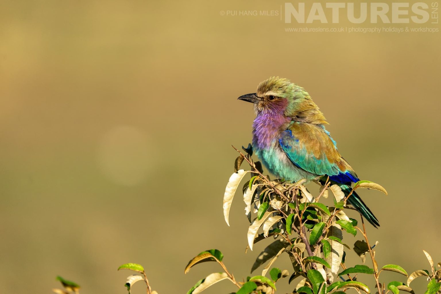 A Perched Lilac Breasted Roller On A Bush Photographed During A Natureslens Photography Holiday To Photograph The Wildlife Of The Maasai Mara