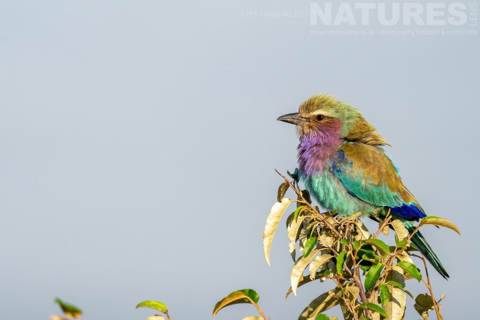 A Perched Lilac Breasted Roller Photographed During A Natureslens Photography Holiday To Photograph The Wildlife Of The Maasai Mara