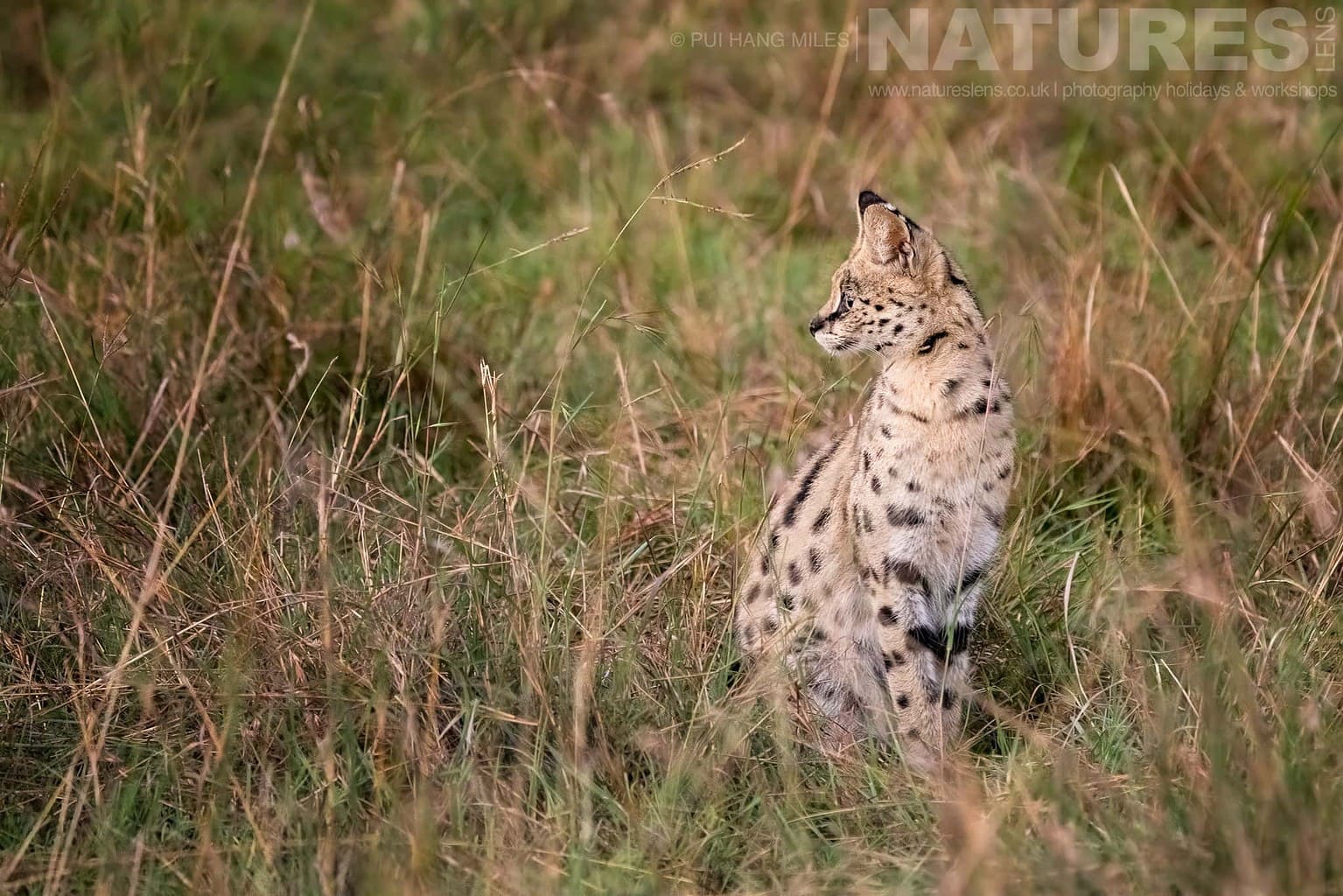 A Serval In Long Grass Photographed During A Natureslens Photography Holiday To Photograph The Wildlife Of The Maasai Mara