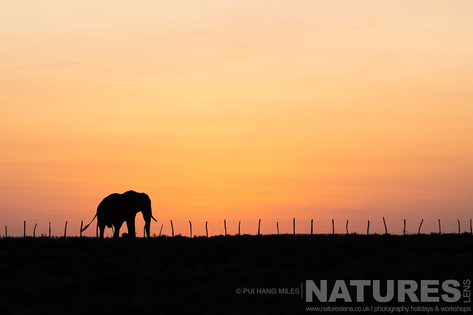 A Silhouetted Elephant Walking Past A Boundary Fence Silhouetted At Sunrise Photographed During A Natureslens Photography Holiday To Photograph The Wildlife Of The Maasai Mara