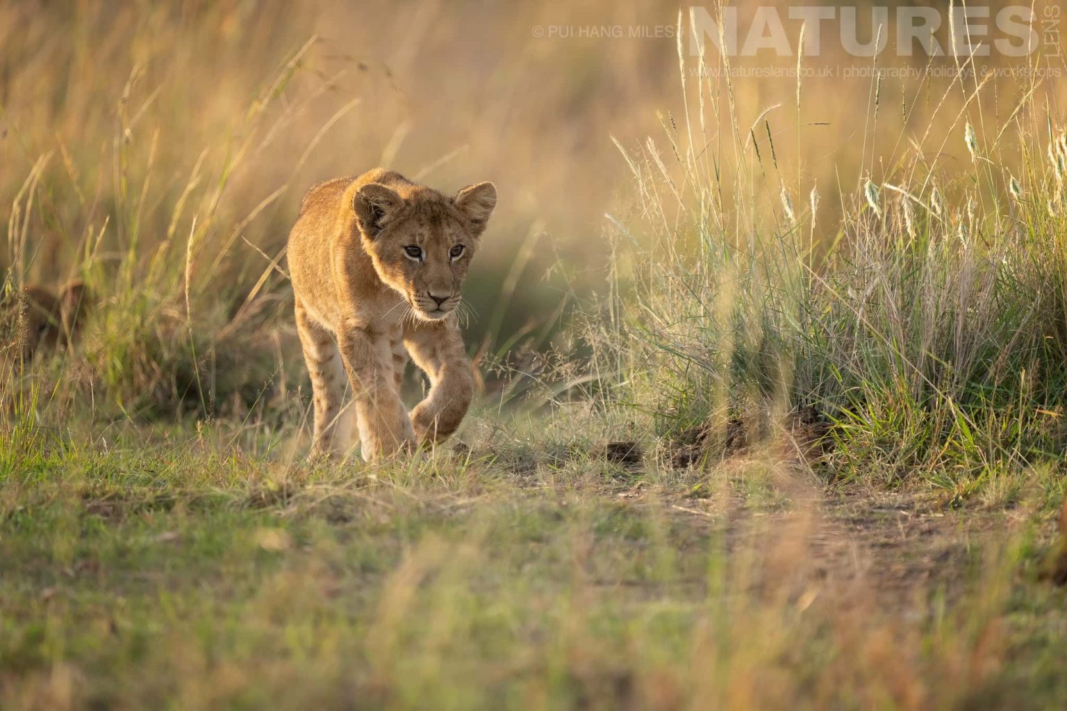 A Stalking Youngster From The Topi Pride Photographed During A Natureslens Photography Holiday To Photograph The Wildlife Of The Maasai Mara