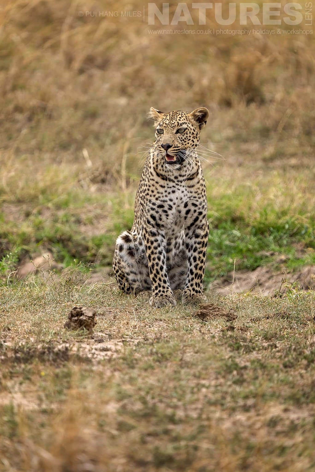 A Static Leopard Photographed During A Natureslens Photography Holiday To Photograph The Wildlife Of The Maasai Mara