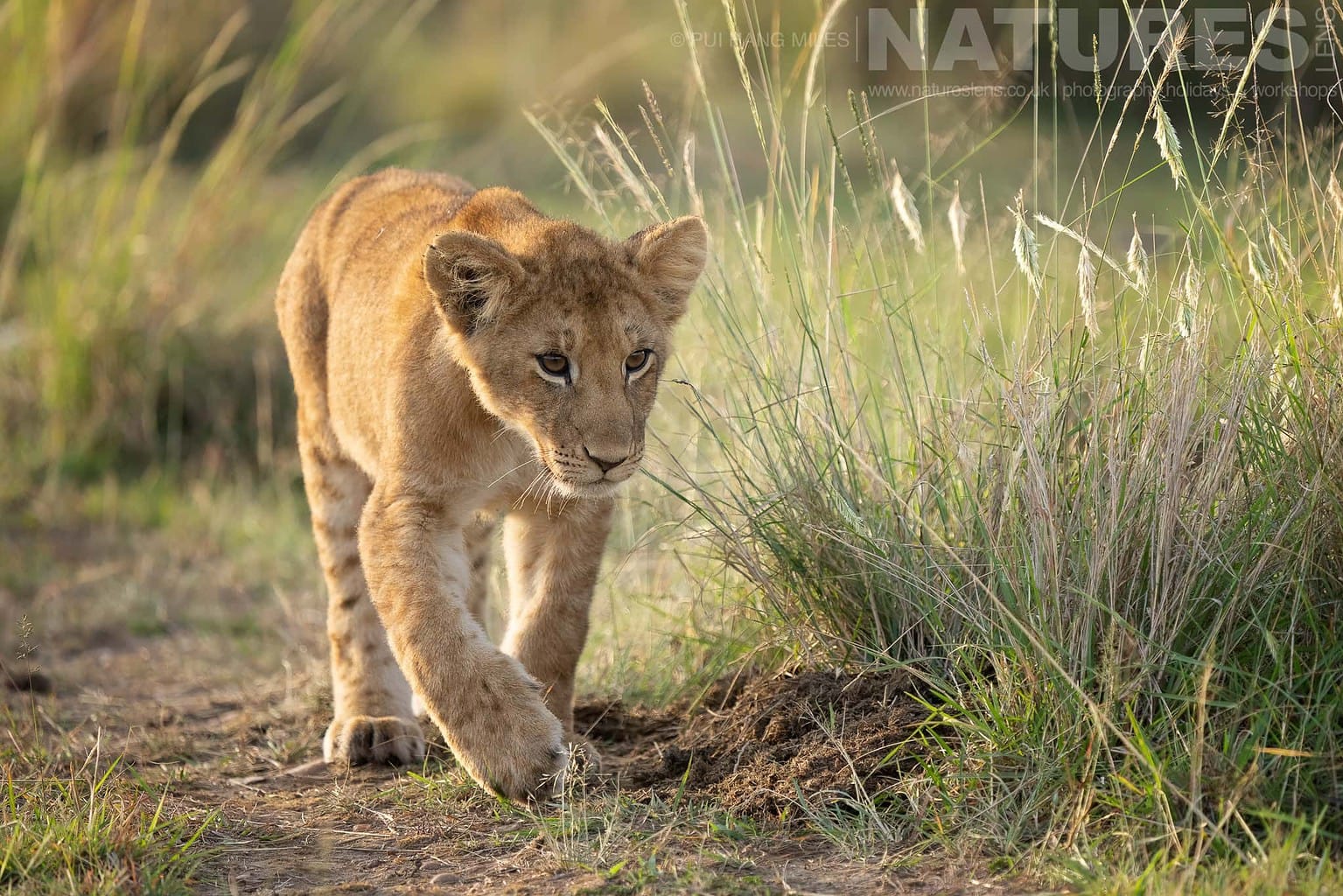A Topi Pride Lion Cub Walking Through The Long Grass Photographed During A Natureslens Photography Holiday To Photograph The Wildlife Of The Maasai Mara