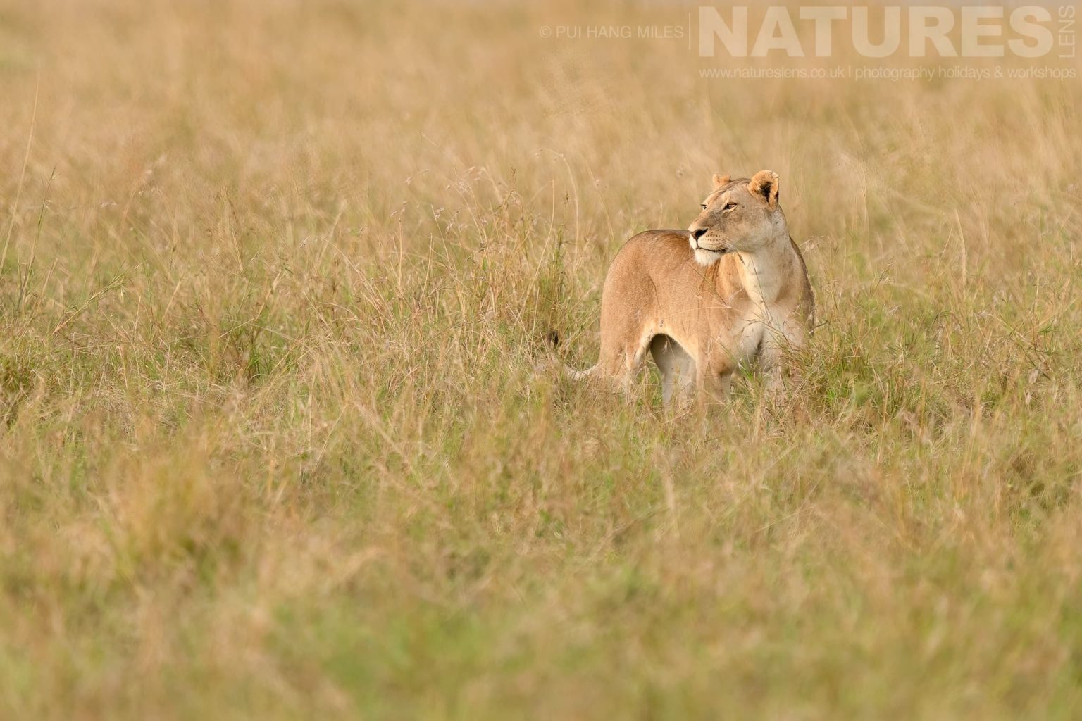 A Topi Pride Lioness In Long Grass Photographed During A Natureslens Photography Holiday To Photograph The Wildlife Of The Maasai Mara