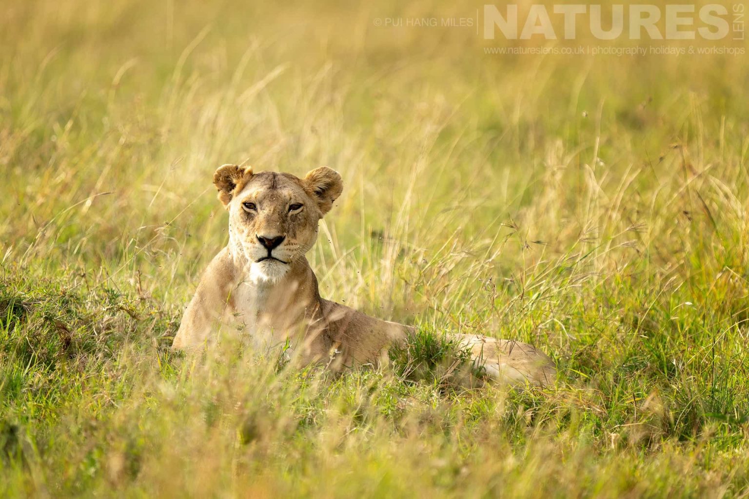 A Topi Pride Lioness Lying In The Long Grass Photographed During A Natureslens Photography Holiday To Photograph The Wildlife Of The Maasai Mara