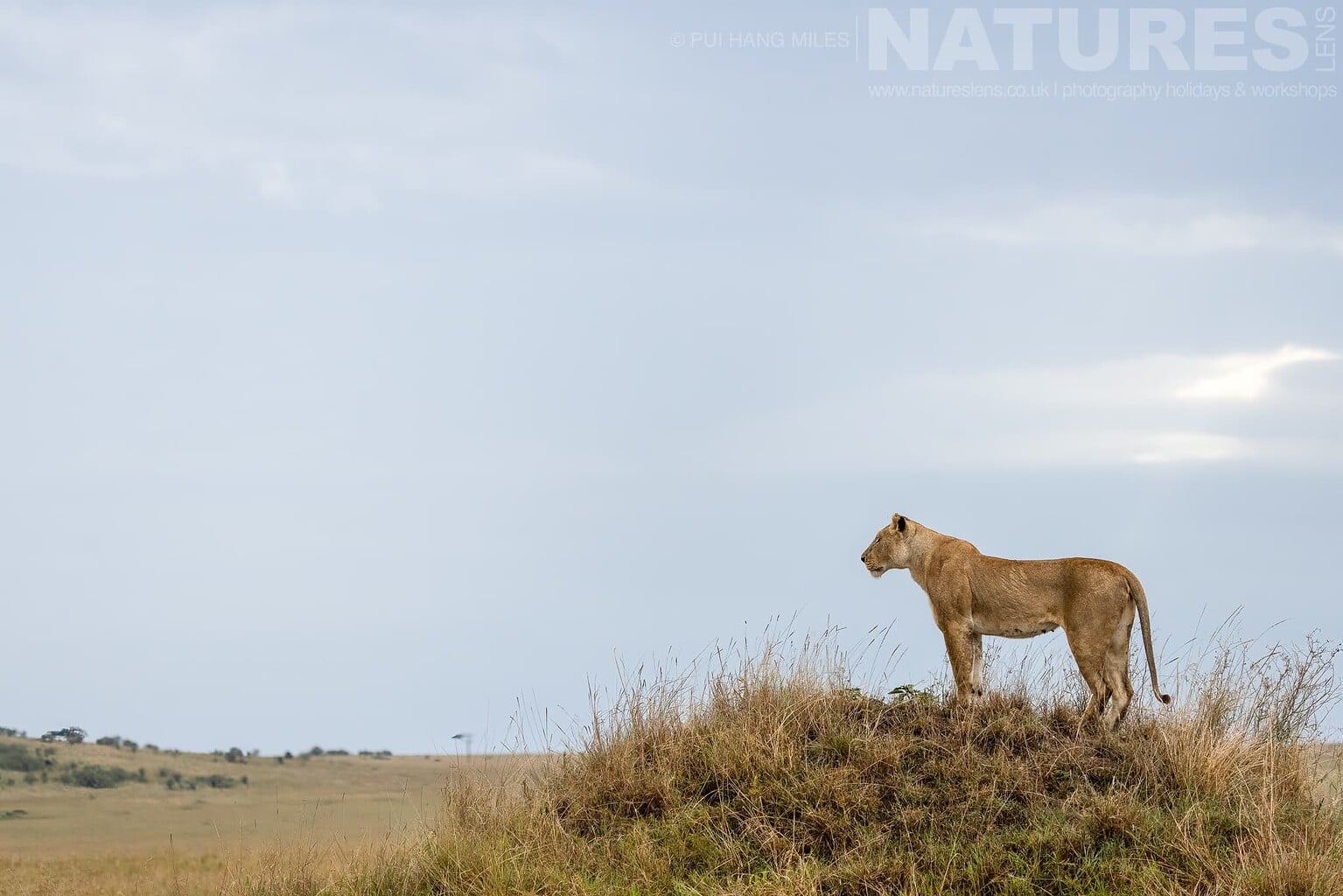 A Topi Pride Lioness On A Vantage Point Photographed During A Natureslens Photography Holiday To Photograph The Wildlife Of The Maasai Mara