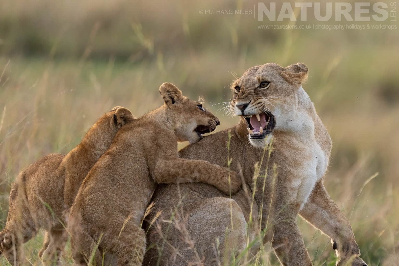 A Topi Pride Lioness Snarls At Her Cubs Photographed During A Natureslens Photography Holiday To Photograph The Wildlife Of The Maasai Mara