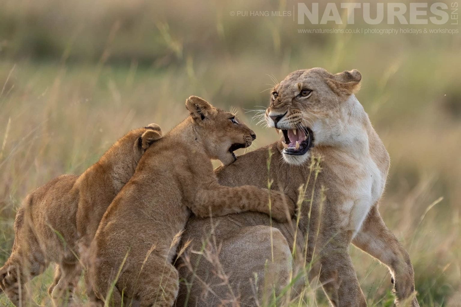 A Topi Pride Lioness Snarls Backwards At Her Cubs Photographed During A Natureslens Photography Holiday To Photograph The Wildlife Of The Maasai Mara