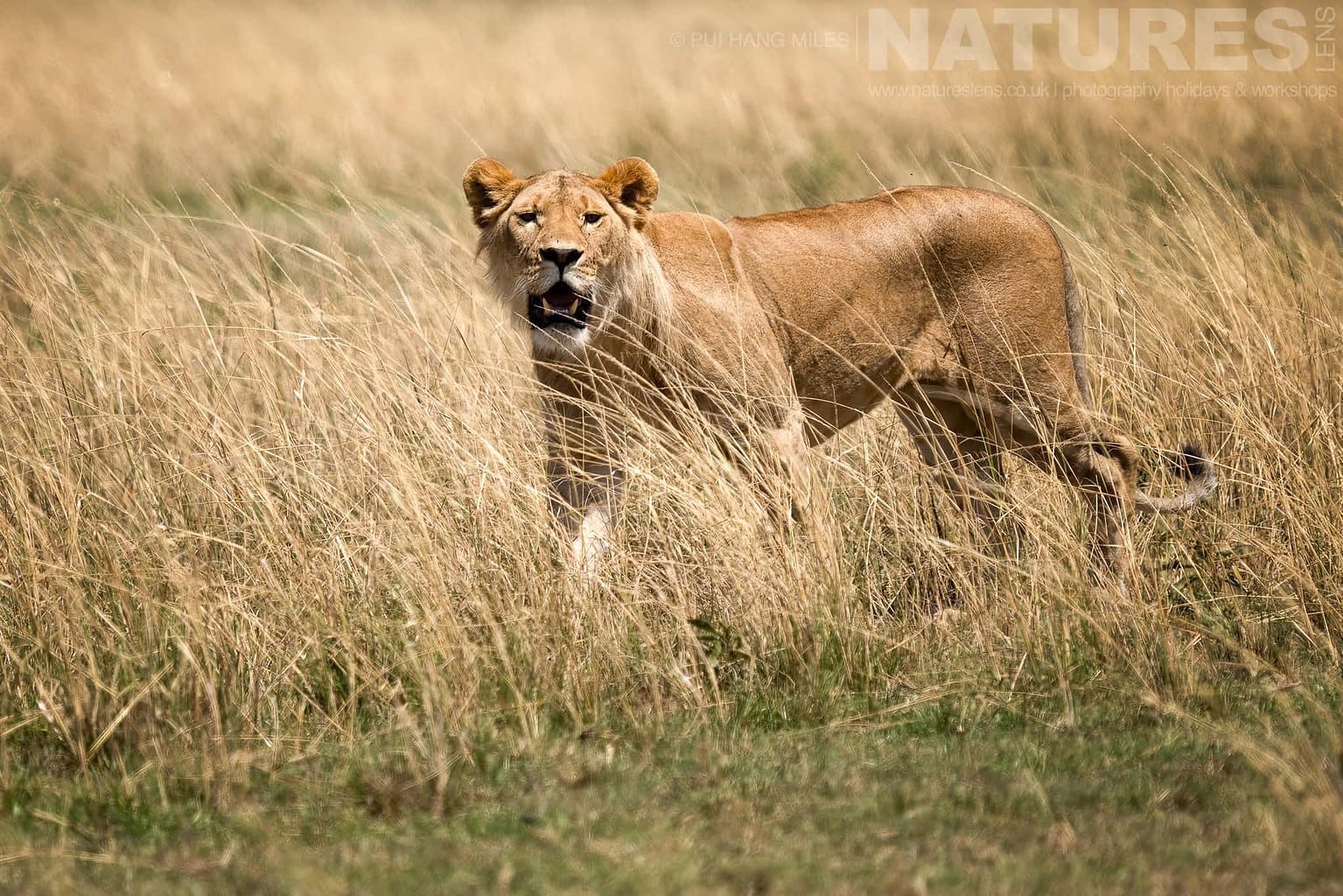 A Topi Pride Lioness Striding Through The Long Grass Photographed During A Natureslens Photography Holiday To Photograph The Wildlife Of The Maasai Mara