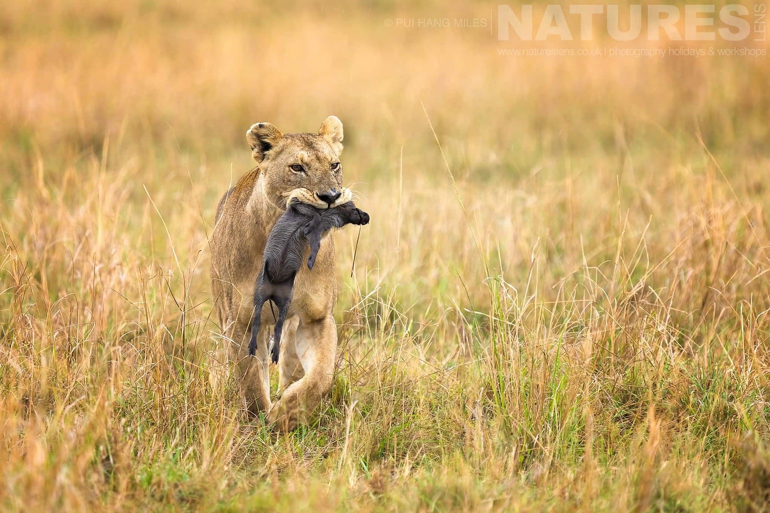 A Topi Pride Lioness With Baby Warthog In Her Mouth Photographed During A Natureslens Photography Holiday To Photograph The Wildlife Of The Maasai Mara