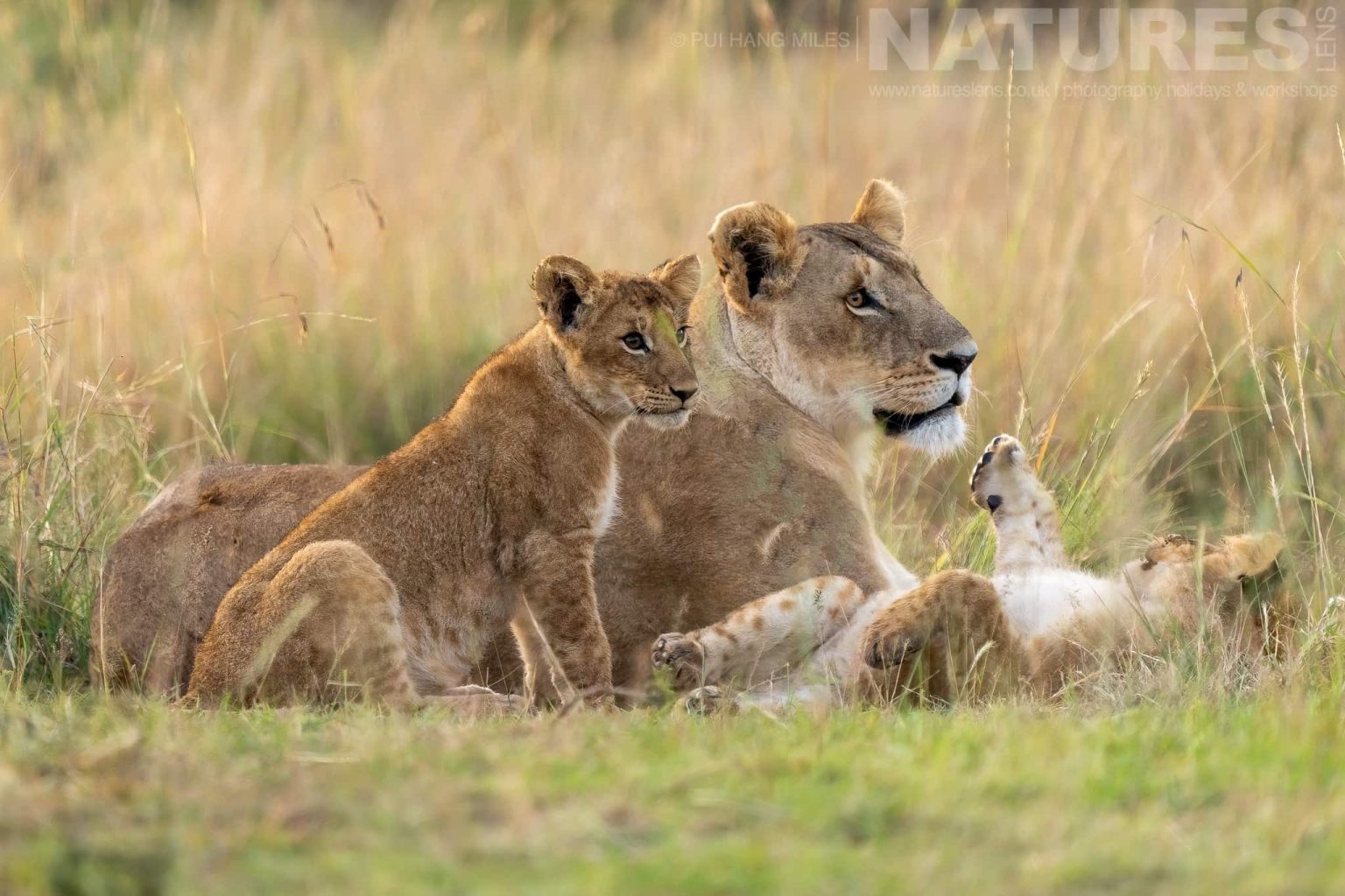 A Topi Pride Lioness With Her Cubs Photographed During A Natureslens Photography Holiday To Photograph The Wildlife Of The Maasai Mara
