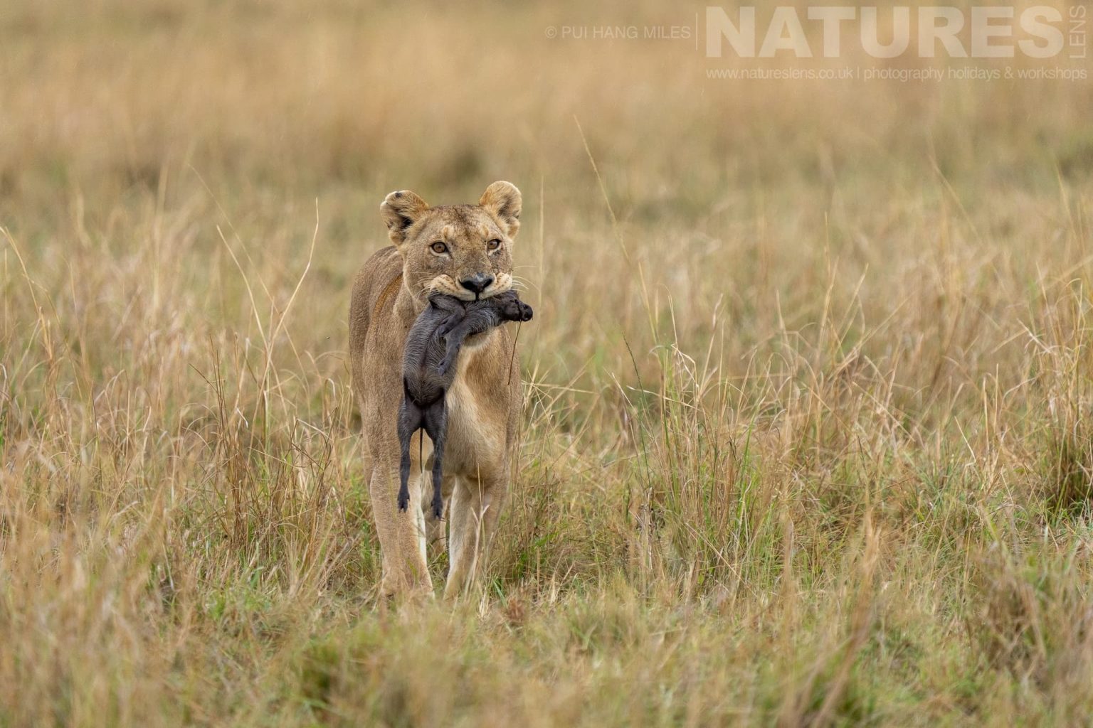 A Topi Pride Lioness With Recently Caught Prey Photographed During A Natureslens Photography Holiday To Photograph The Wildlife Of The Maasai Mara